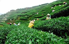 Exploring Sylhet Tea Gardens A Scenic Escape